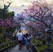 Nago Cherry Blossom Festival 2020