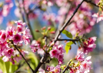 Nago Cherry Blossom Festival 2020