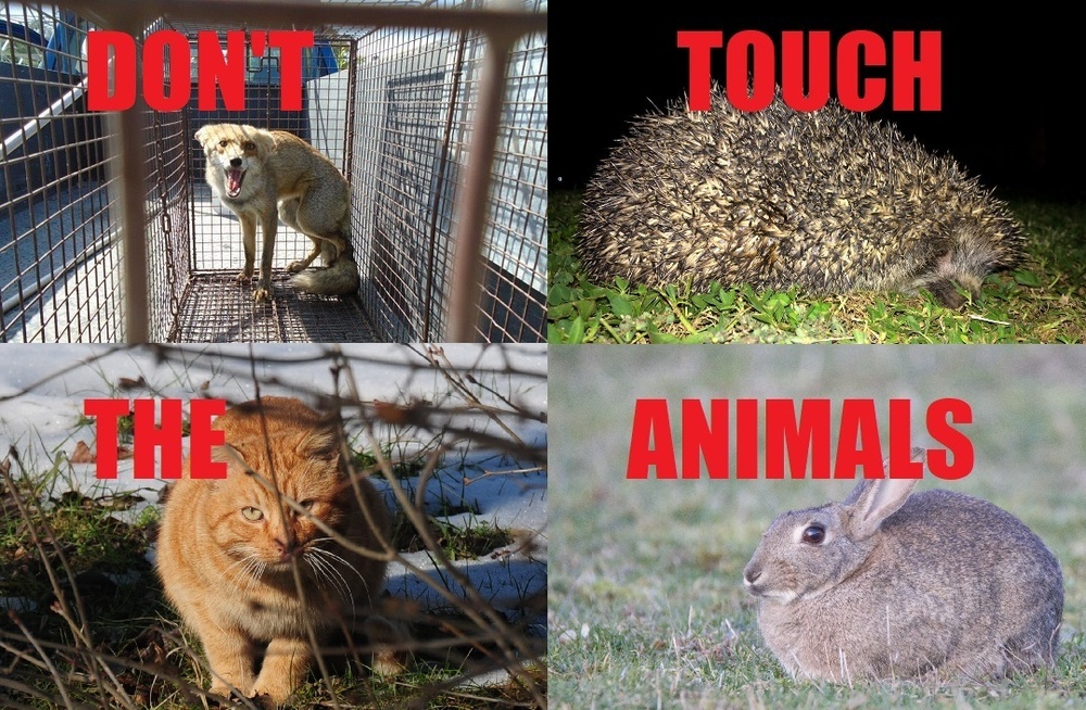 Can’t touch this: stay away from stray, wild animals