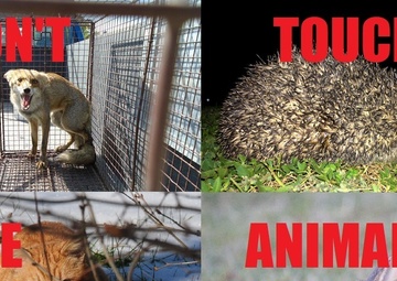 Can’t touch this: stay away from stray, wild animals