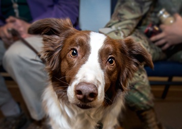 Therapy dogs visit Schriever