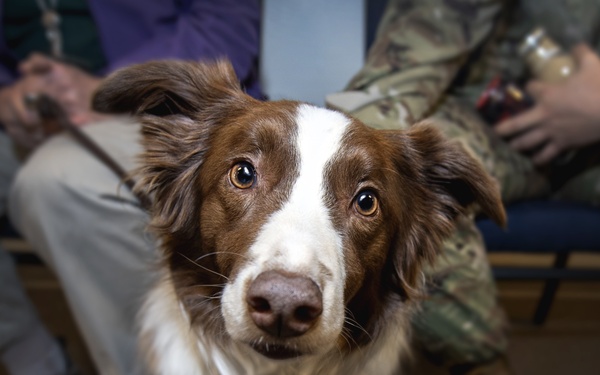 Therapy dogs visit Schriever