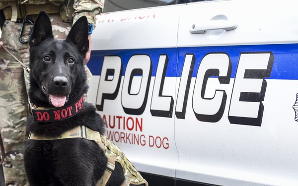 Military Working Dog - Bady
