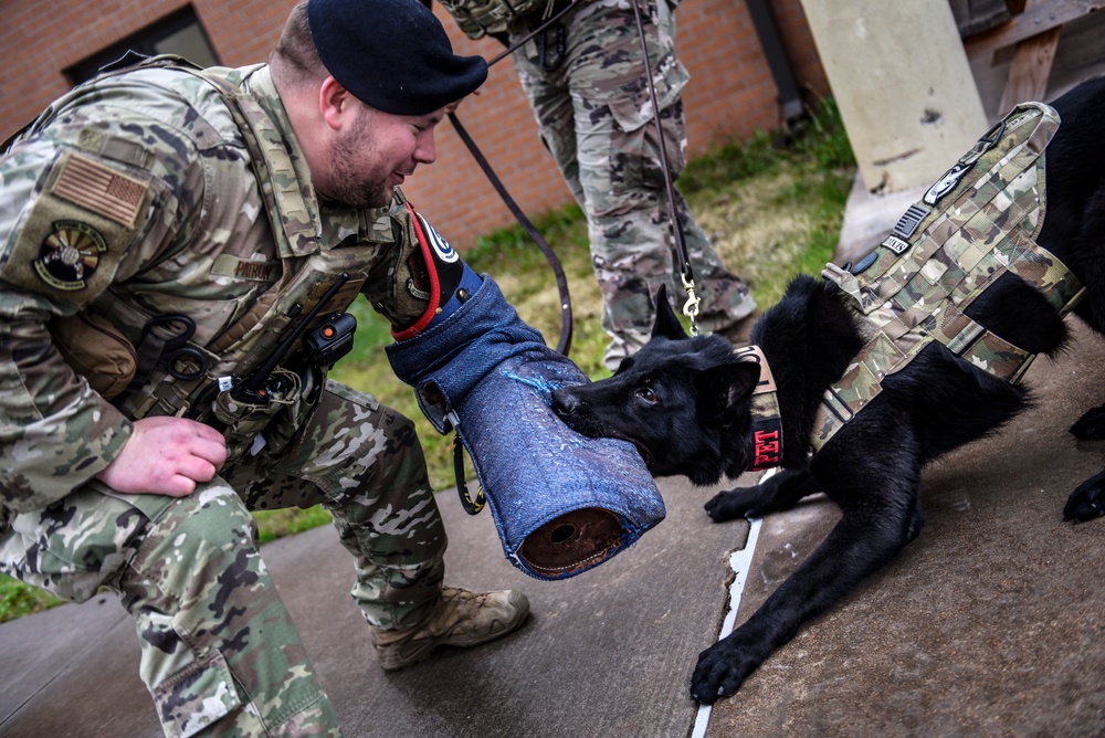 Military Working Dog - Bady