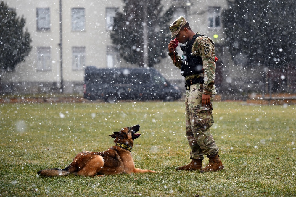 Military Working Dog Training in Germany