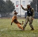 Military Working Dog Training in Germany