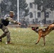 Military Working Dog Training in Germany