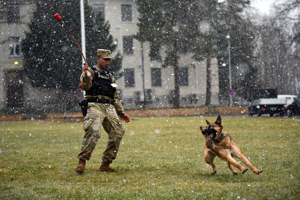 Military Working Dog Training in Germany