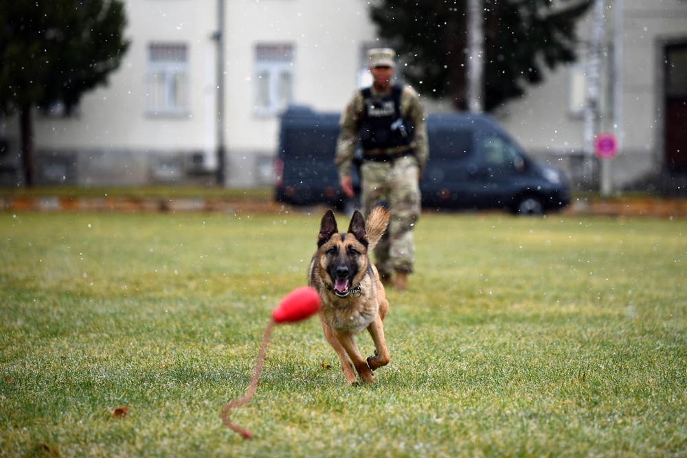 Military Working Dog Training in Germany