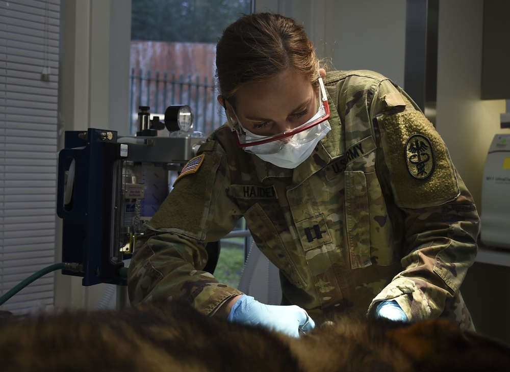 Army Veterinarian Lends a Paw to Your Pets on NBK Bangor