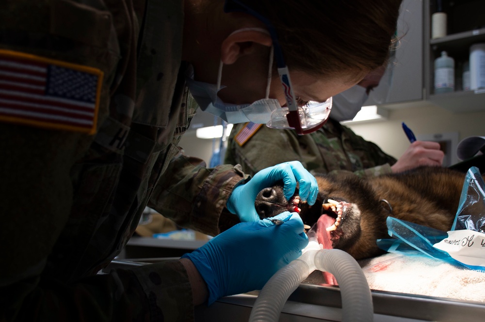 Army Veterinarian Lends a Paw to Your Pets on NBK Bangor