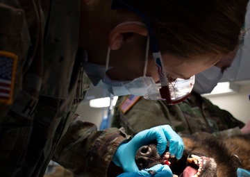 Army Veterinarian Lends a Paw to Your Pets on NBK Bangor