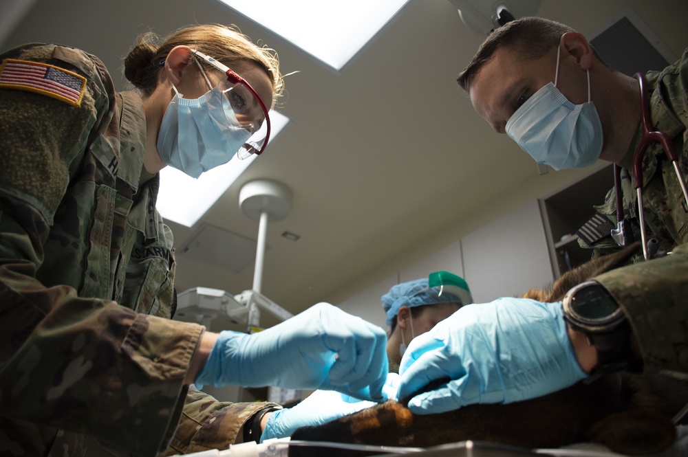 Army Veterinarian Lends a Paw to Your Pets on NBK Bangor