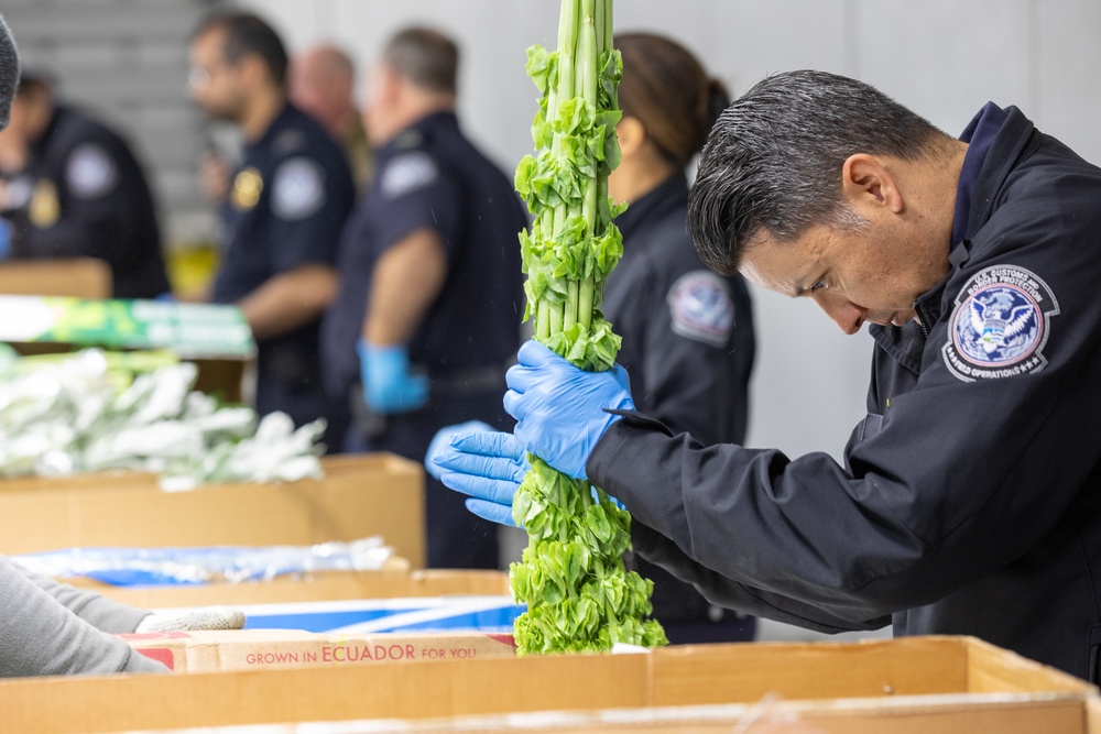 CBP agriculture specialists inspect cut flowers prior to Valentine’s Day