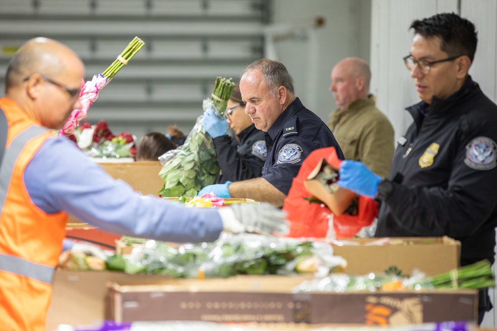 CBP agriculture specialists inspect cut flowers prior to Valentine’s Day