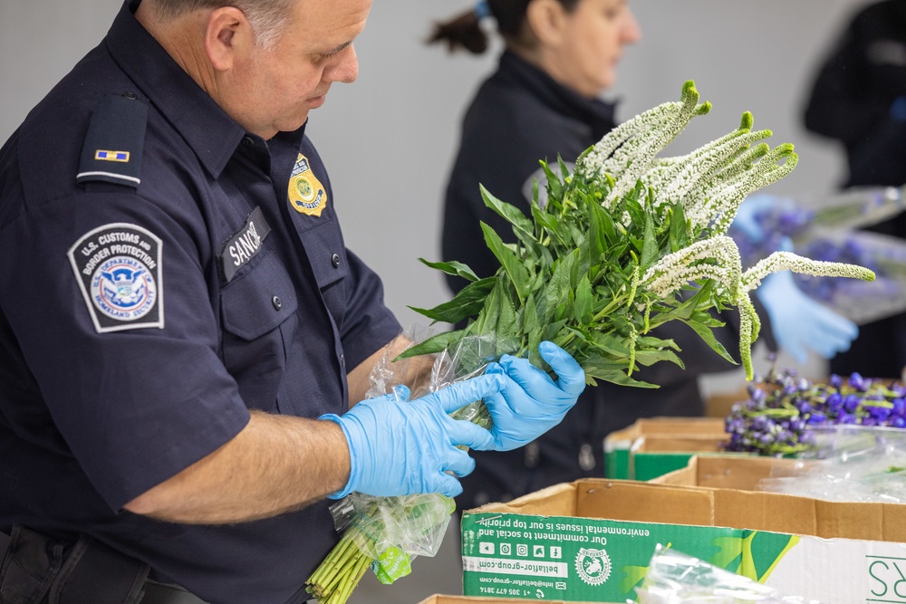 CBP agriculture specialists inspect cut flowers prior to Valentine’s Day