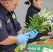 CBP agriculture specialists inspect cut flowers prior to Valentine’s Day