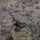 Special Tactics Airmen conduct weapons training during EW 20-1