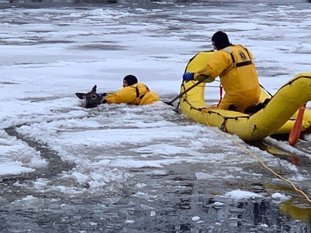 Fort Drum firefighters rescue trapped deer in Black River