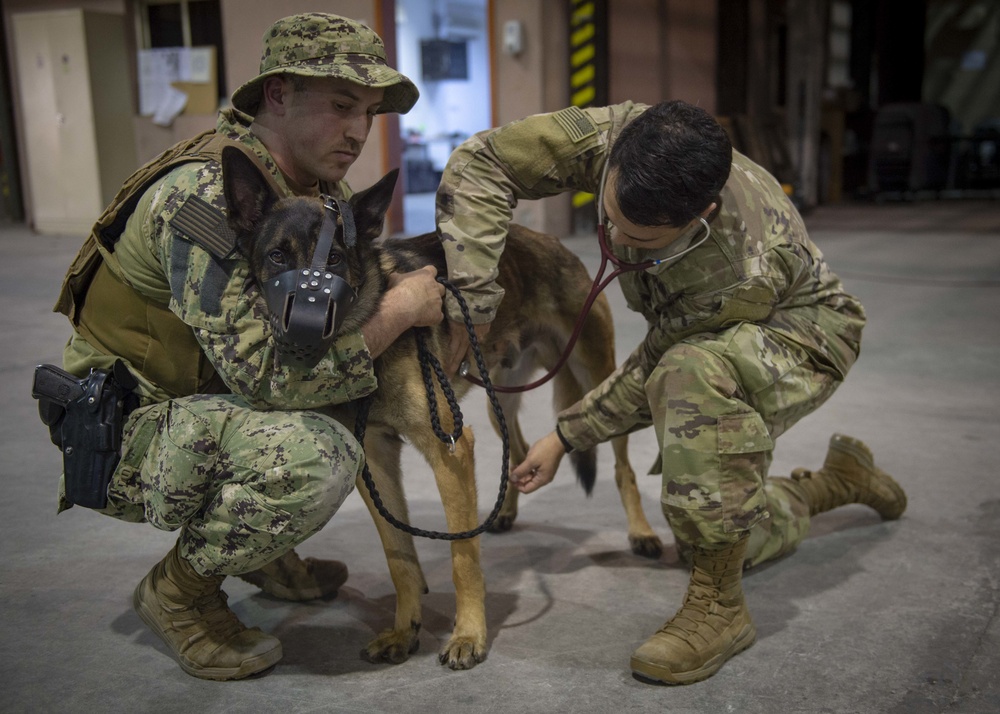 56.4 Completes K9 Tactical Combat Casualty Care Course