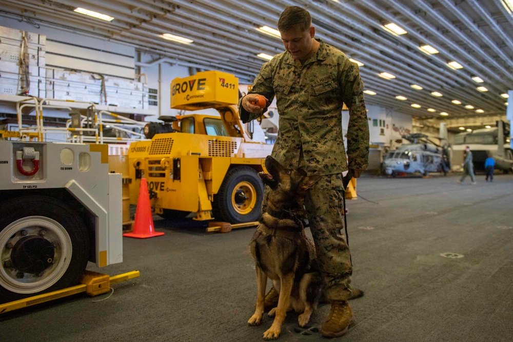 31st MEU Conducts Military Working Dog Training Aboard USS America