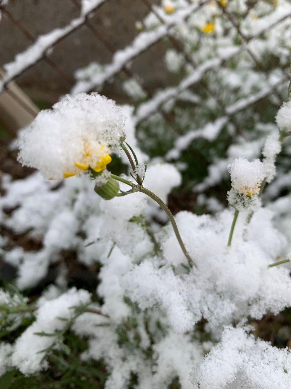 Rare Snow Falls in Iraq