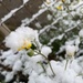 Rare Snow Falls in Iraq