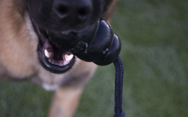 Military Working Dog Dak