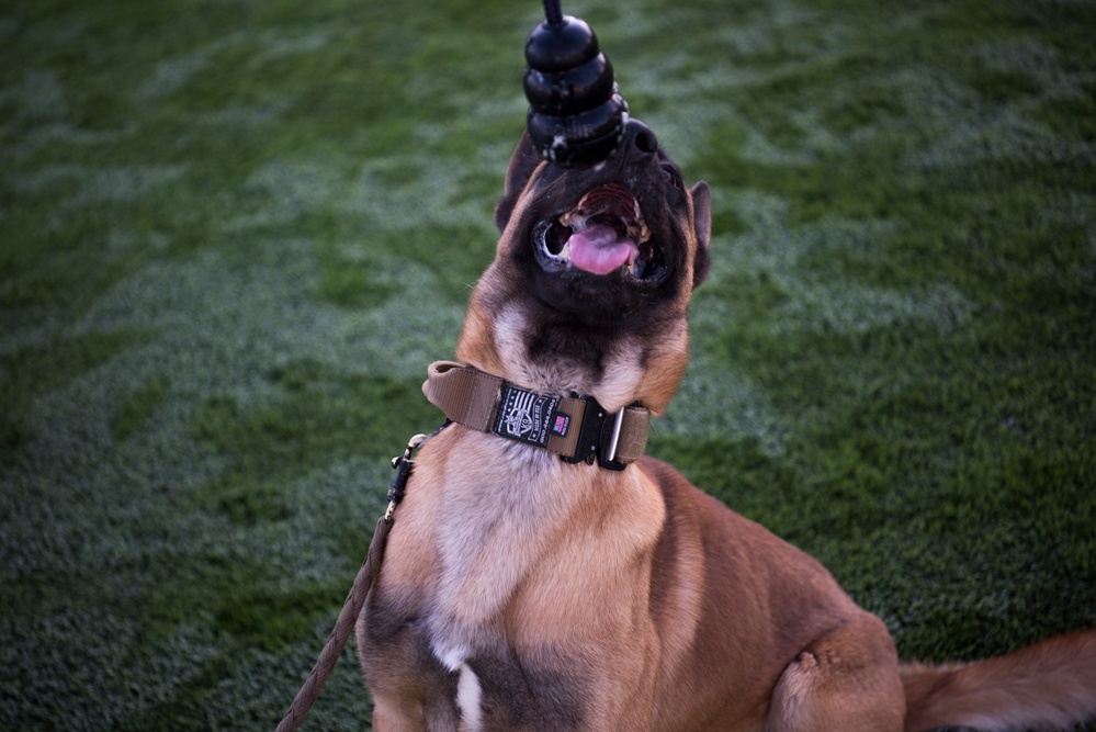 Military Working Dog Dak