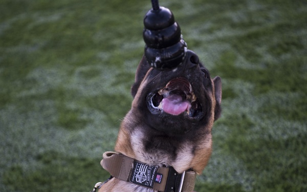 Military Working Dog Dak