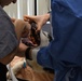 Fort Shafter Veterinarian Team Prepares Canine for Oral Cleaning and Surgery