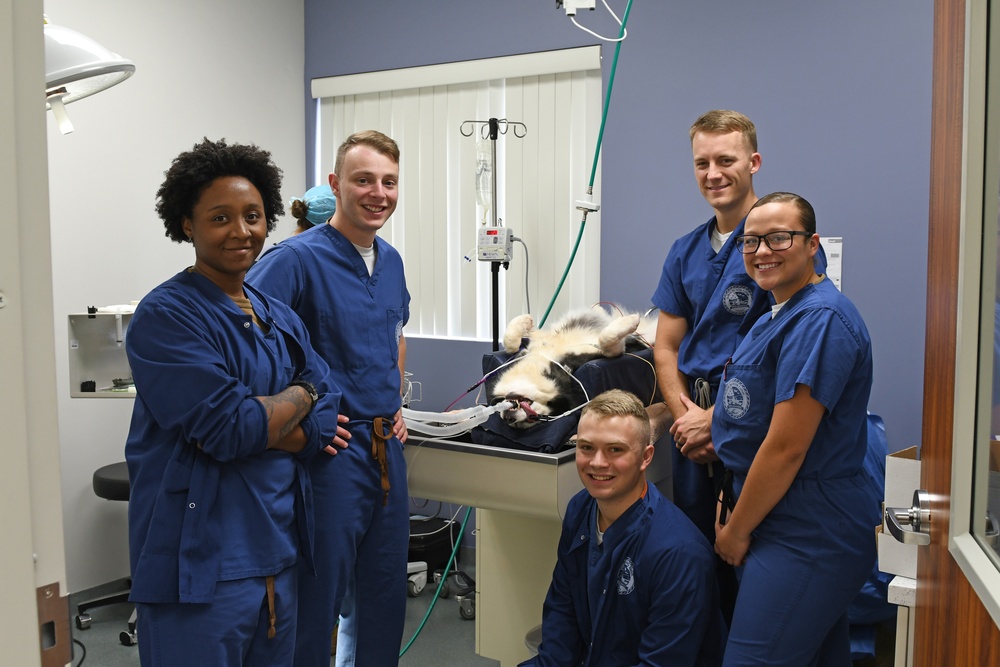 The Navy Medical Readiness and Training Command Pearl Harbor Dental Team stands with dog prepared for dental cleaning and root canal