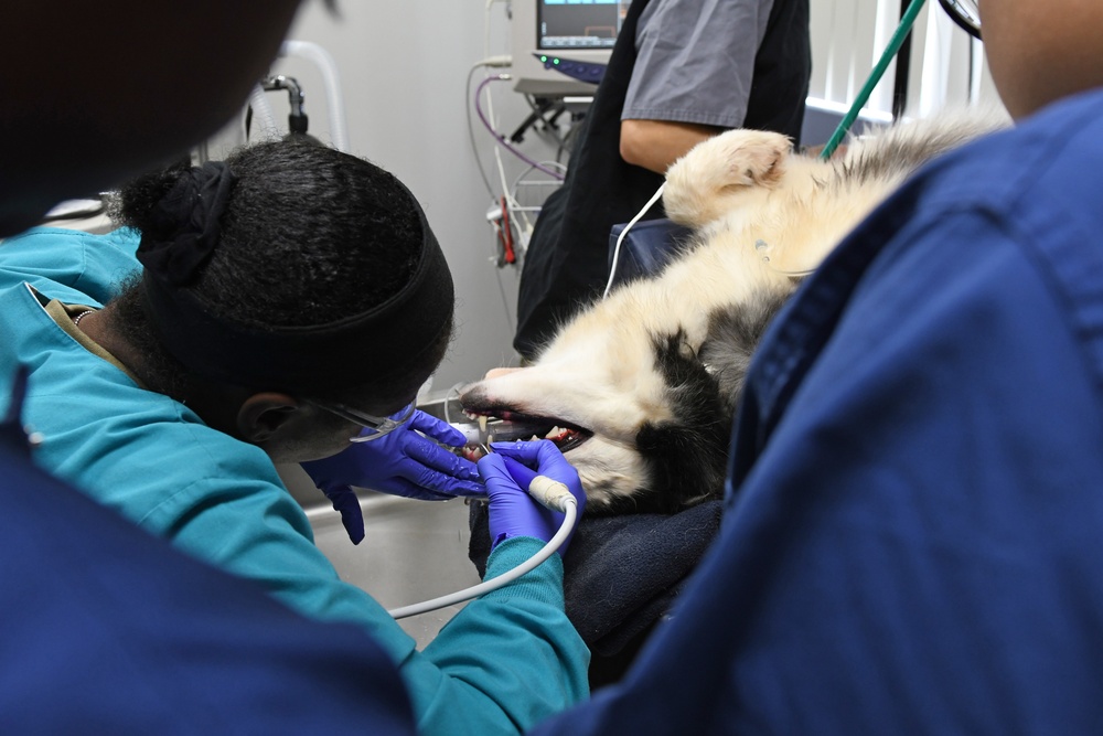 The Fort Shafter Veterinarian Clinic teamed up with Navy Medical Readiness and Training Command Pearl Harbor Dental Clinic