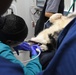 The Fort Shafter Veterinarian Clinic teamed up with Navy Medical Readiness and Training Command Pearl Harbor Dental Clinic