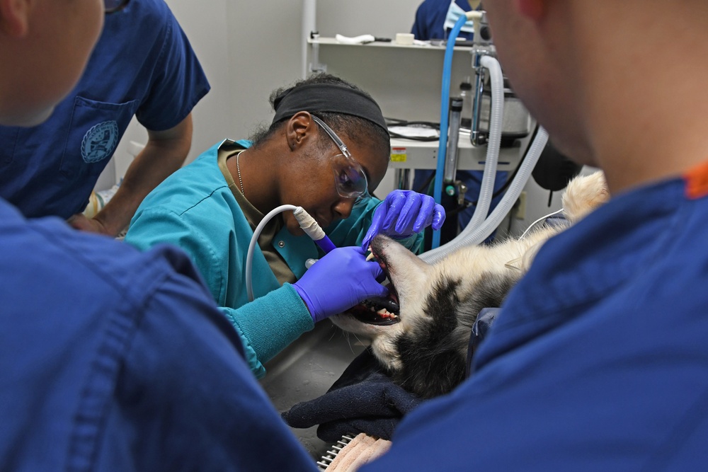 The Fort Shafter Veterinarian Clinic teamed up with Navy Medical Readiness and Training Command Pearl Harbor Dental Clinic