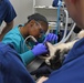 The Fort Shafter Veterinarian Clinic teamed up with Navy Medical Readiness and Training Command Pearl Harbor Dental Clinic