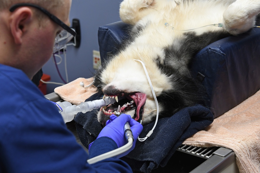 The Fort Shafter Veterinarian Clinic teamed up with Navy Medical Readiness and Training Command Pearl Harbor Dental Clinic