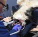 The Fort Shafter Veterinarian Clinic teamed up with Navy Medical Readiness and Training Command Pearl Harbor Dental Clinic