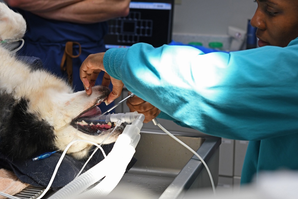 The Fort Shafter Veterinarian Clinic teamed up with Navy Medical Readiness and Training Command Pearl Harbor Dental Clinic