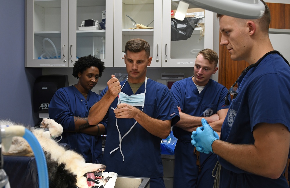 The Fort Shafter Veterinarian Clinic teamed up with Navy Medical Readiness and Training Command Pearl Harbor Dental Clinic