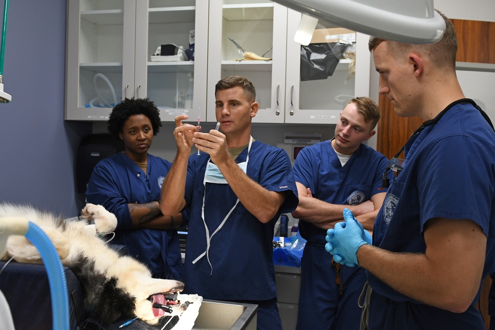 The Fort Shafter Veterinarian Clinic teamed up with Navy Medical Readiness and Training Command Pearl Harbor Dental Clinic