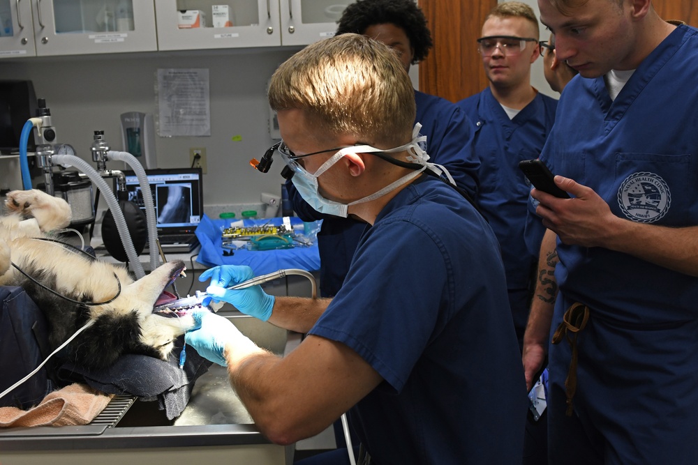 The Fort Shafter Veterinarian Clinic teamed up with Navy Medical Readiness and Training Command Pearl Harbor Dental Clinic