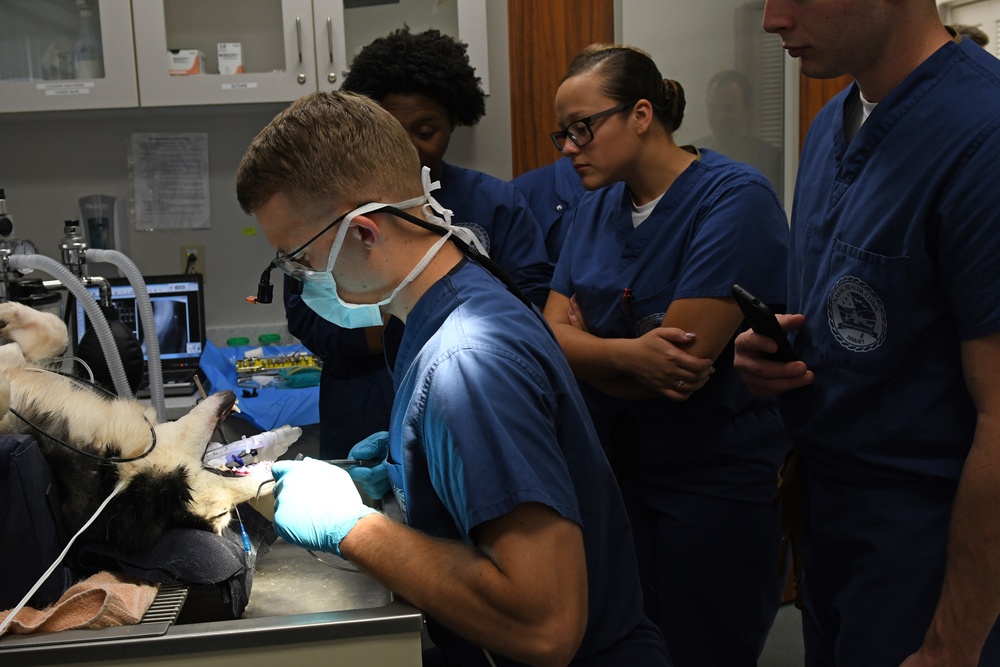 The Fort Shafter Veterinarian Clinic teamed up with Navy Medical Readiness and Training Command Pearl Harbor