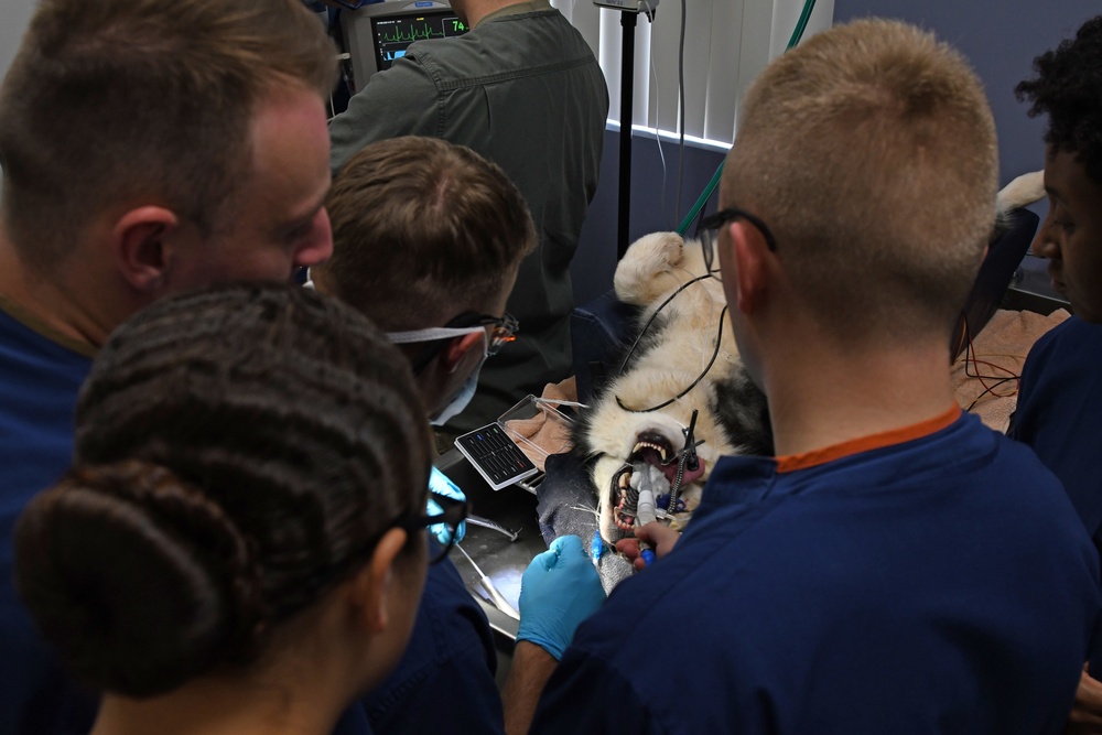 Fort Shafter Veterinarian Clinic teamed up with Navy Medical Readiness and Training Command Pearl Harbor Dental Clinic