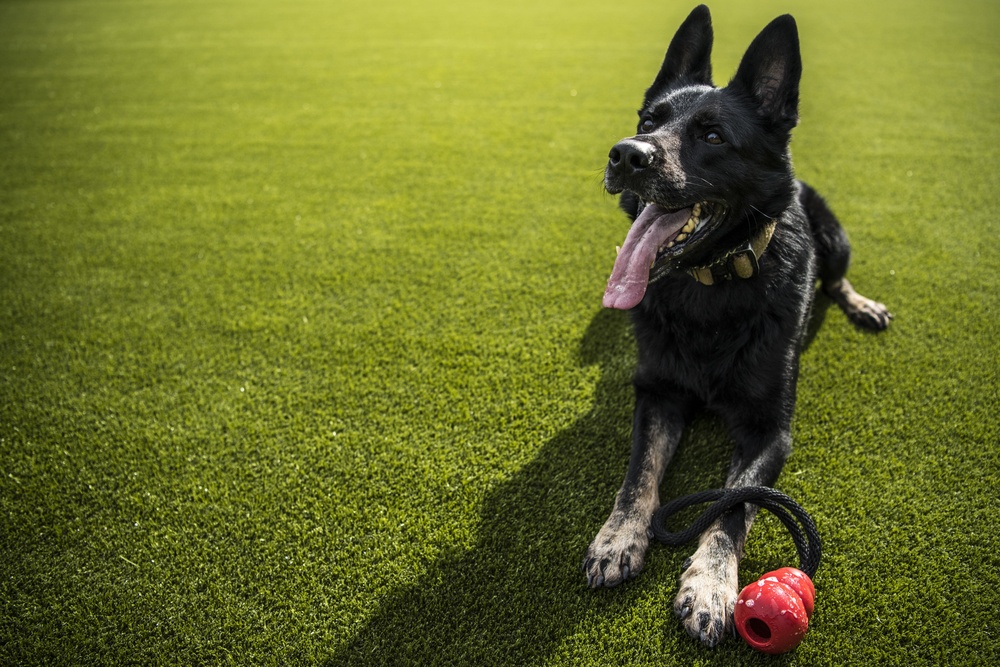 Spider bite drives innovative solution at MWD kennels