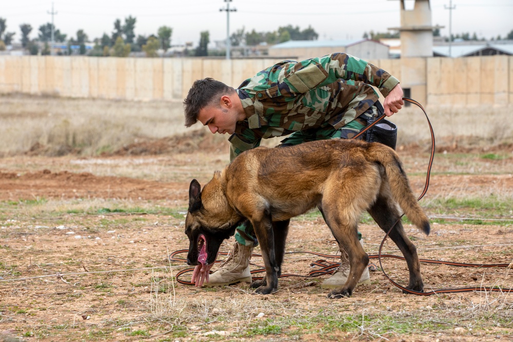 Peshmerga soldiers train mine detection dogs