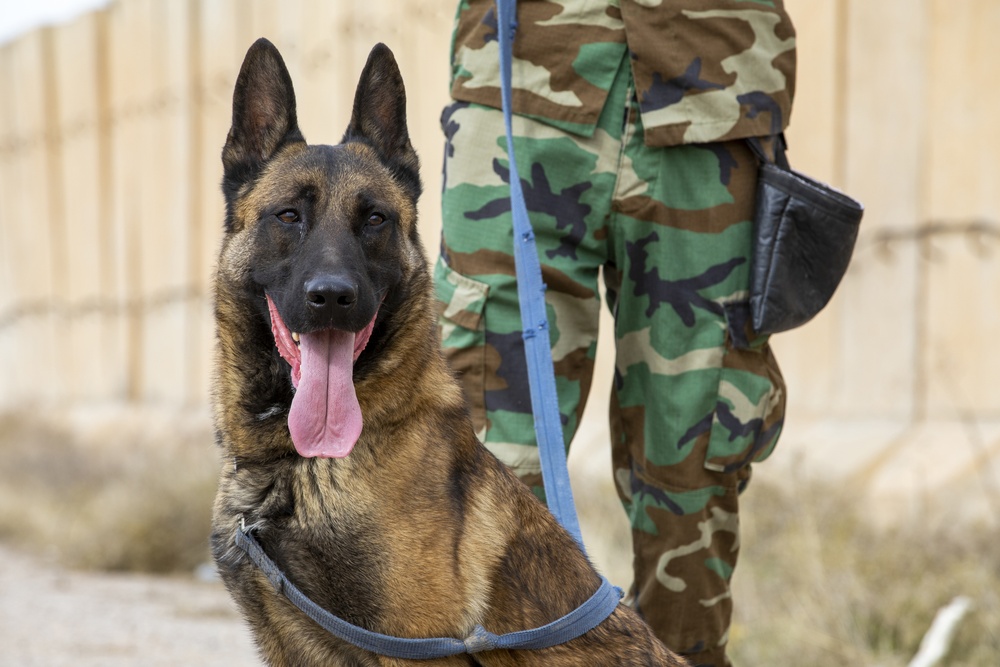 Peshmerga soldiers train mine detection dogs
