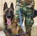 Peshmerga soldiers train mine detection dogs