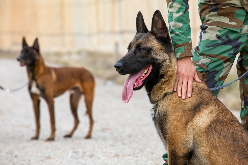 Peshmerga soldiers train mine detection dogs