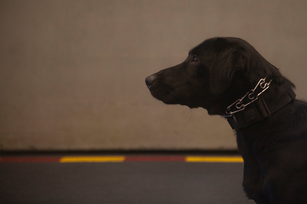 Black Dog: Cpl. Ronnie Ramcharan trains with working dog Allie